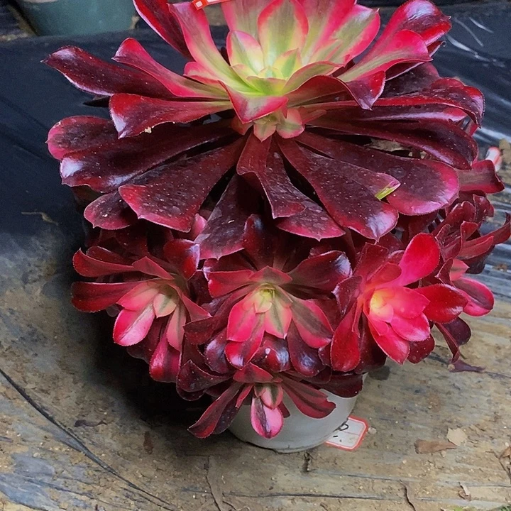 美杜莎老桩捧花879号