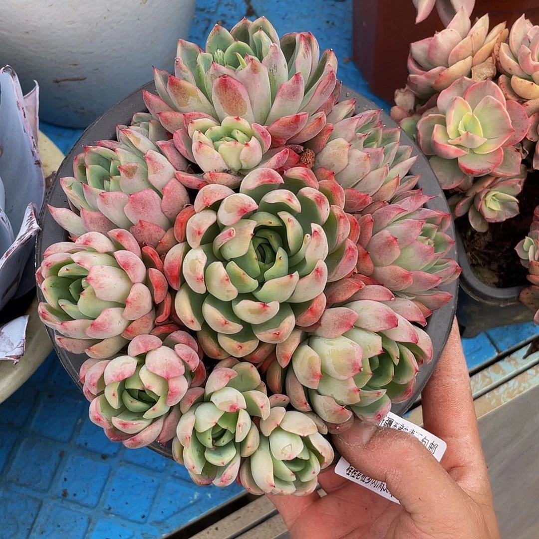 瑞*绿龙90070多肉