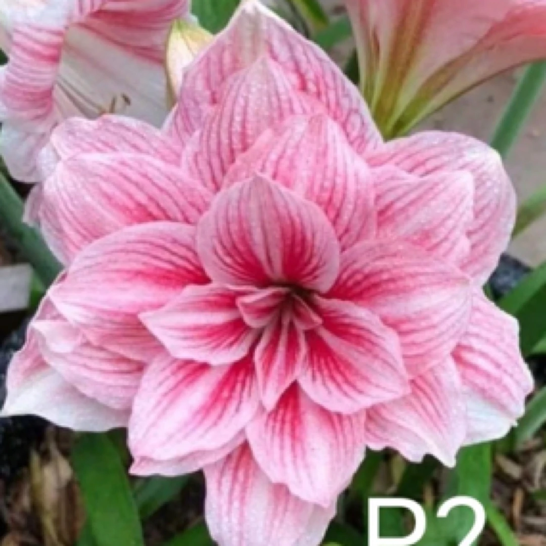 台朱进口粉色奶油1和2朱顶红包对版