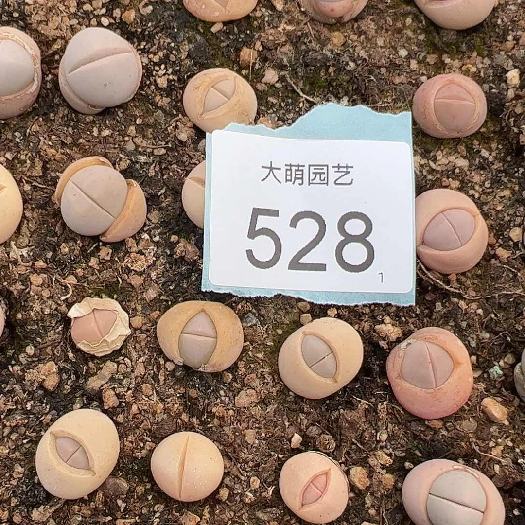 0000528量拍粉春桃10颗