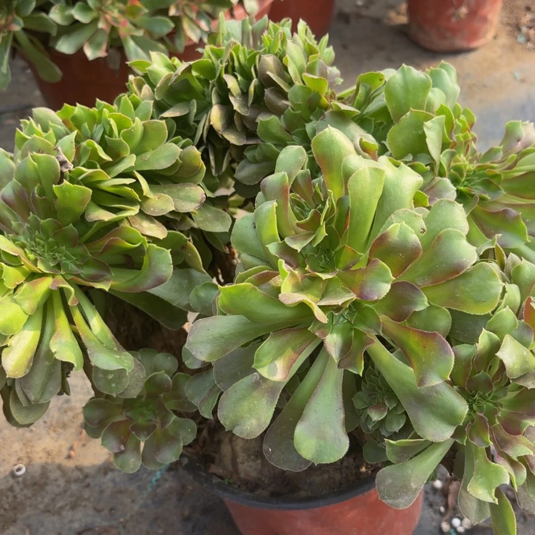 636多肉植物捧花多肉