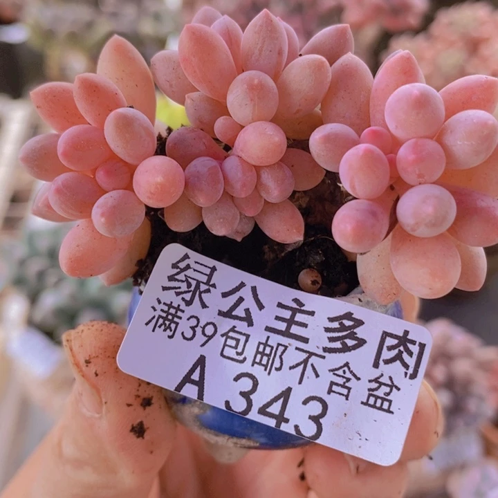 婴尔手指老桩6cm343多肉