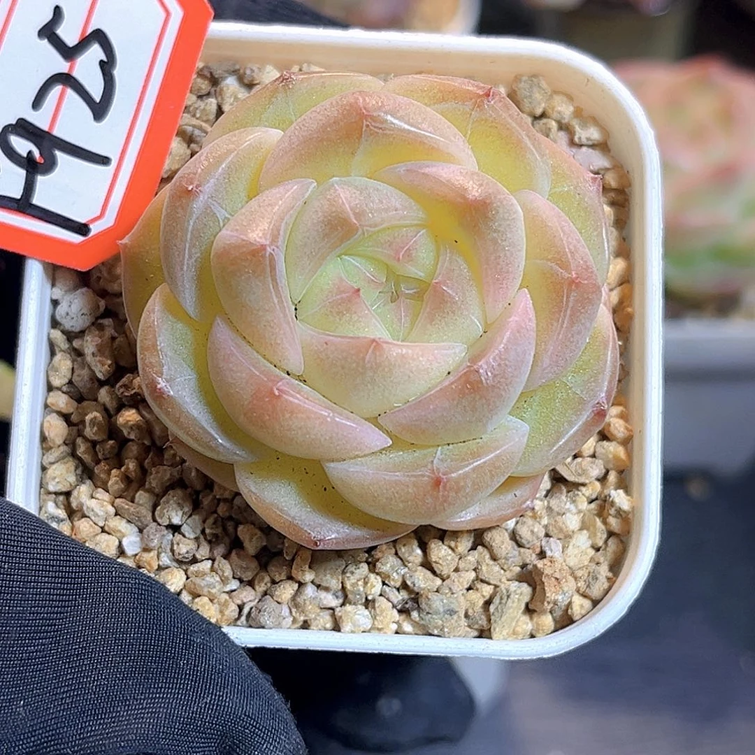 F925 一物一拍 康桥