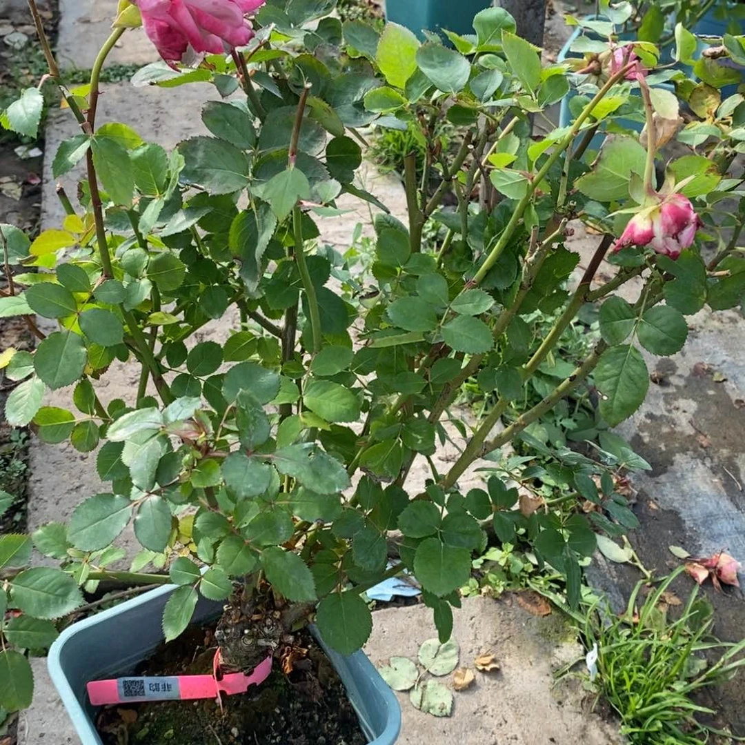 无花朵528玫瑰菲韵土球