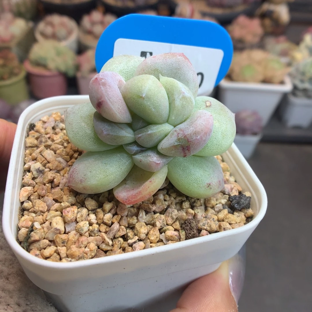 1080灭心冰玉石化多肉