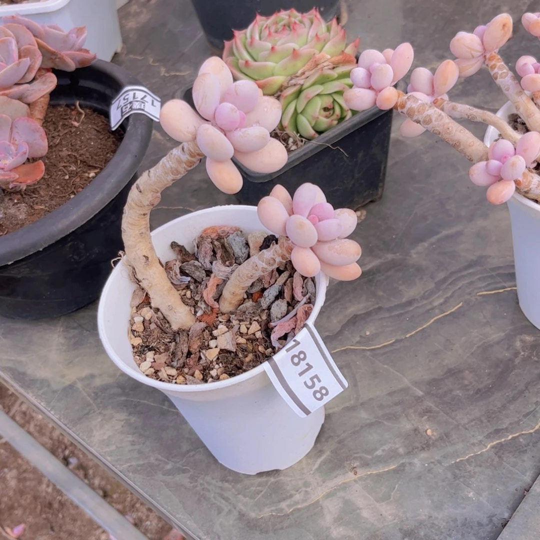 桃蛋多肉植物18158