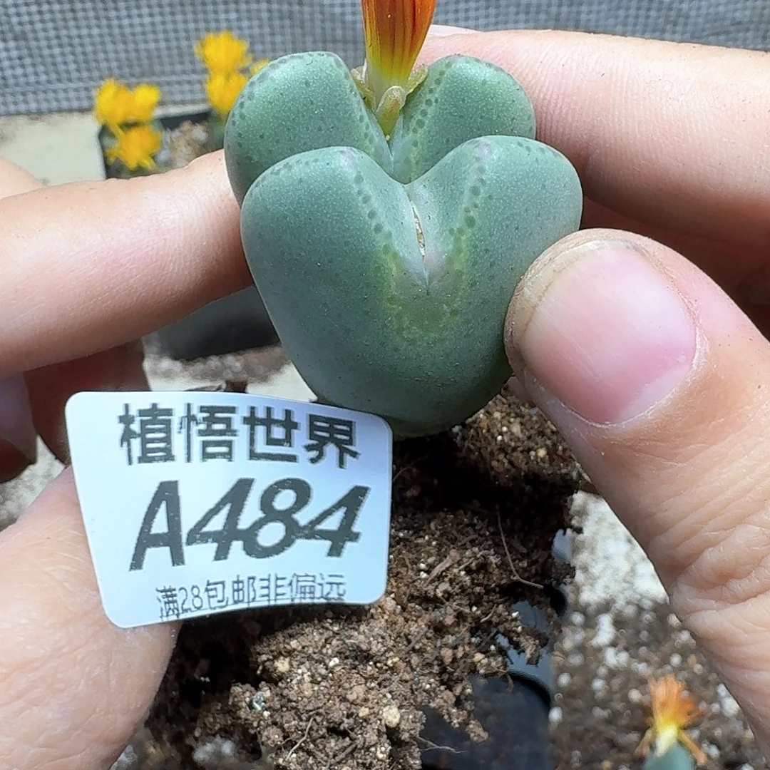 多肉植物的人生fg