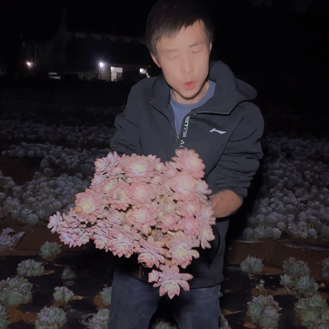 地栽阿伦陪多肉多肉