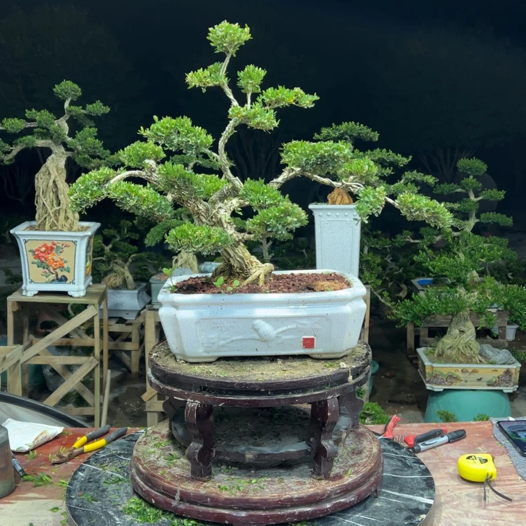 无花朵广东皱皮雀舌黄杨