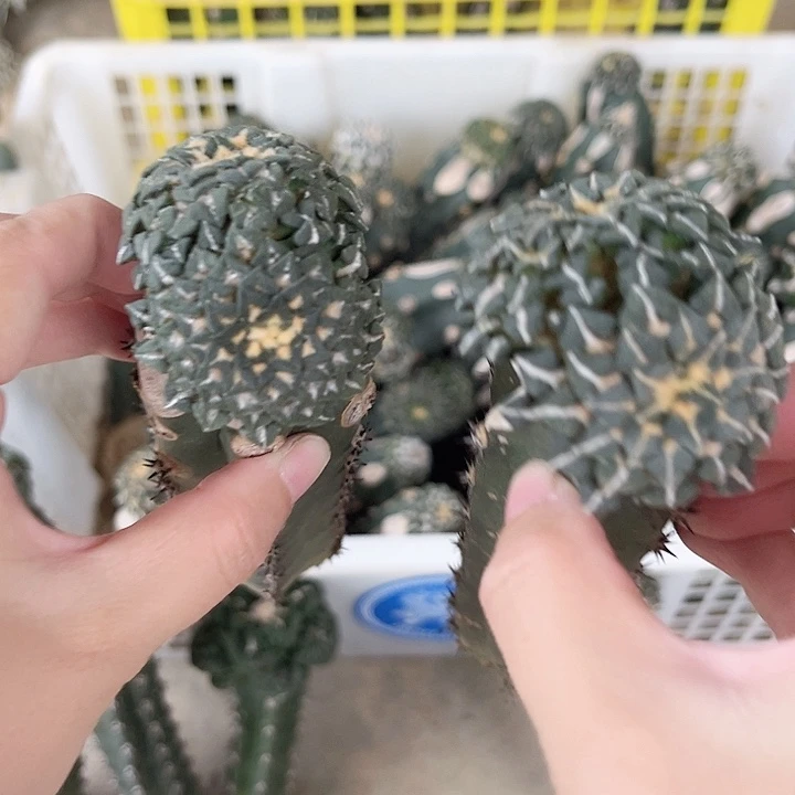 2颗姬仙人球仙人球5公分