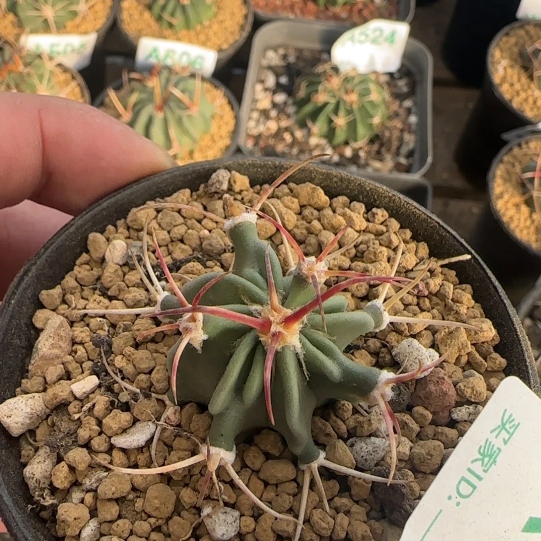 神龙玉 实生仙人球351