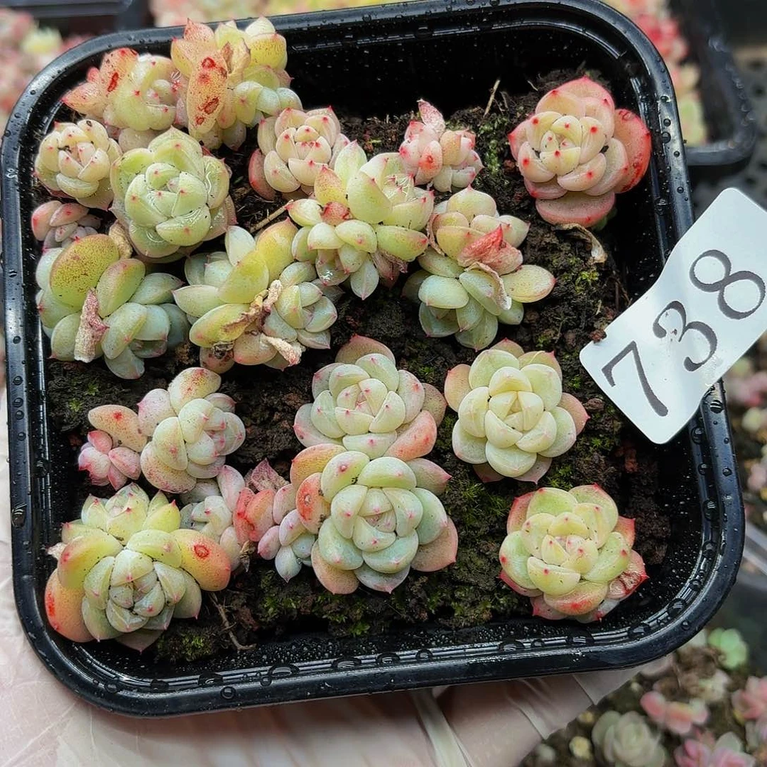 面**心多肉植物多肉植物738