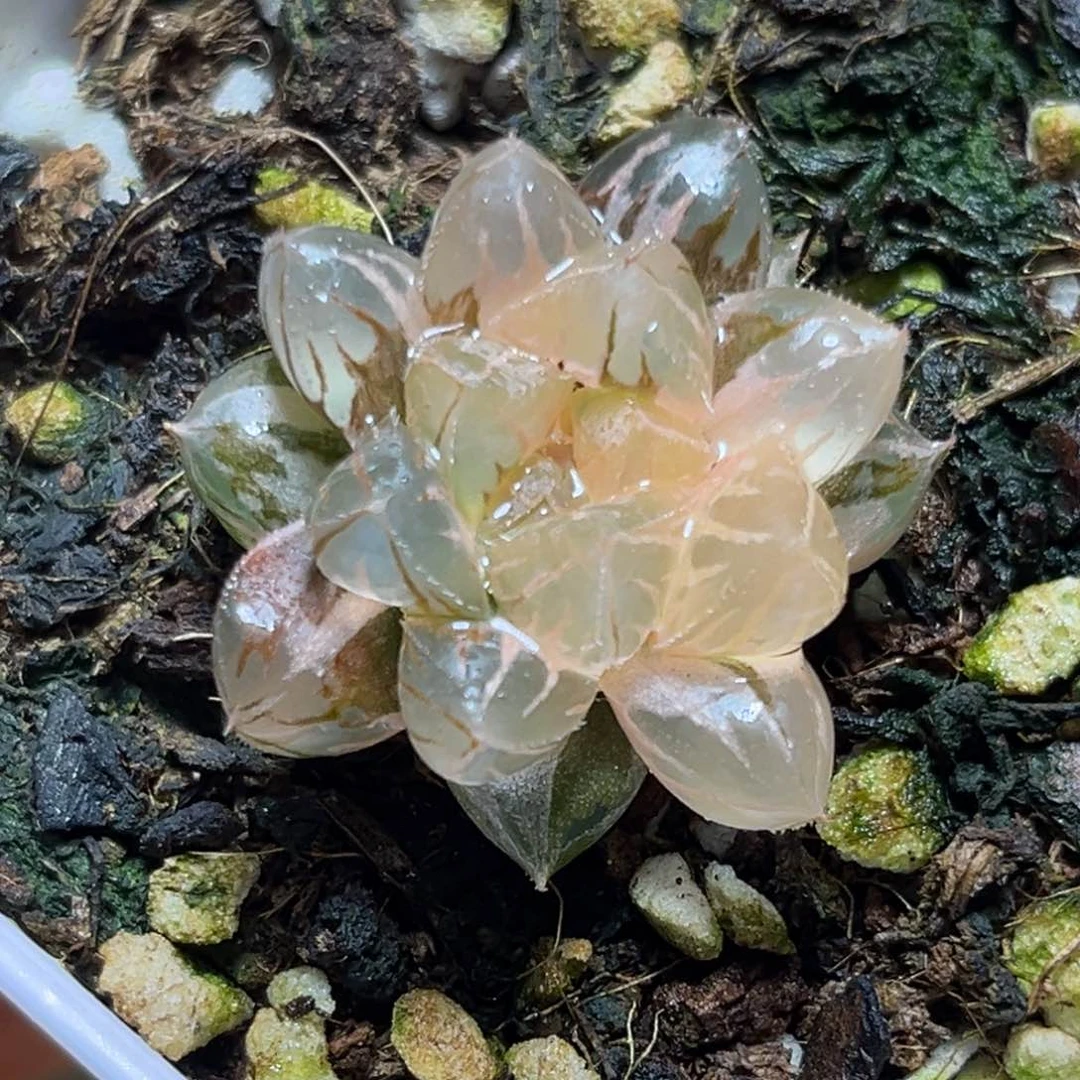 恭喜发财大吉大利570