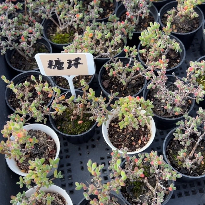 糖球一颗量拍多肉满20包邮初7发