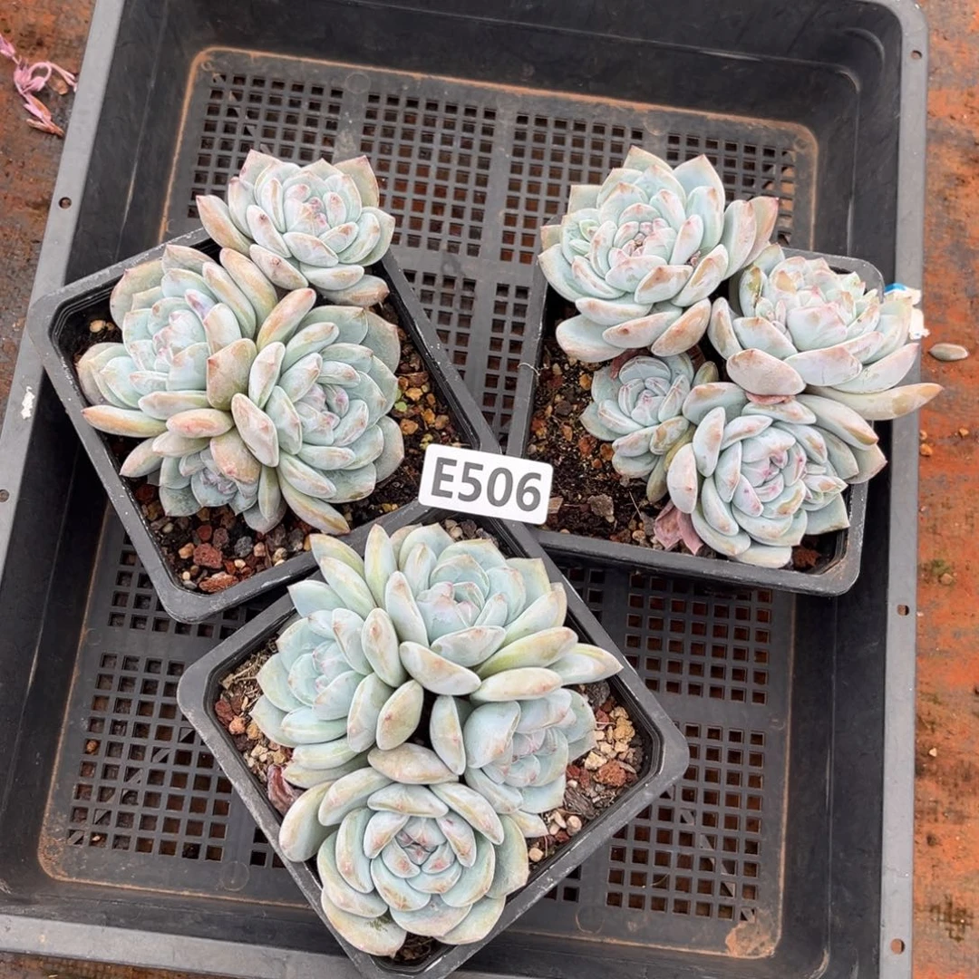 506号新疆西藏内蒙古不包邮