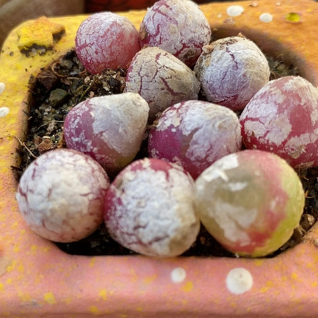 1厘米以上灯泡10颗。