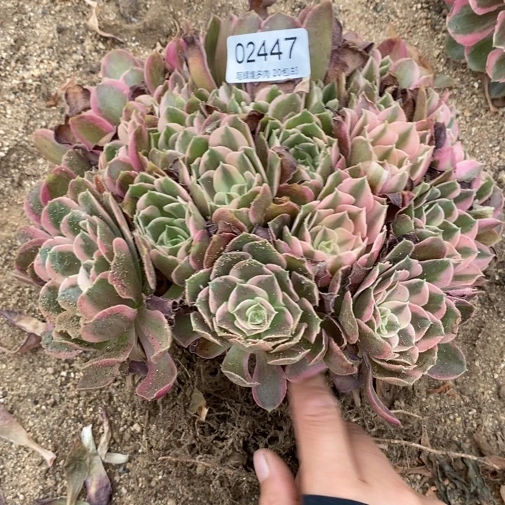 02774男神多肉植物