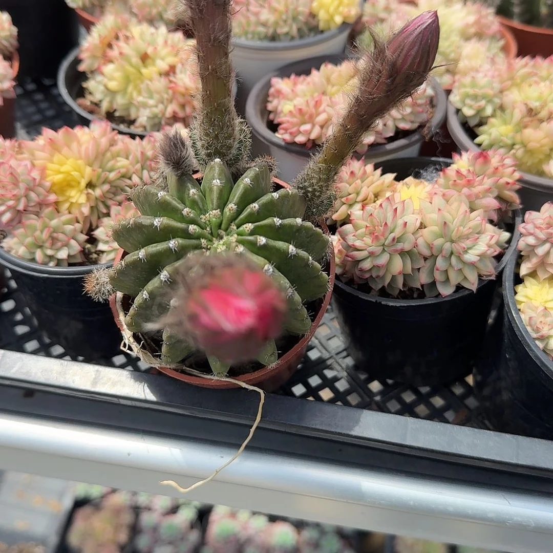 弄桃锦多肉植物精品