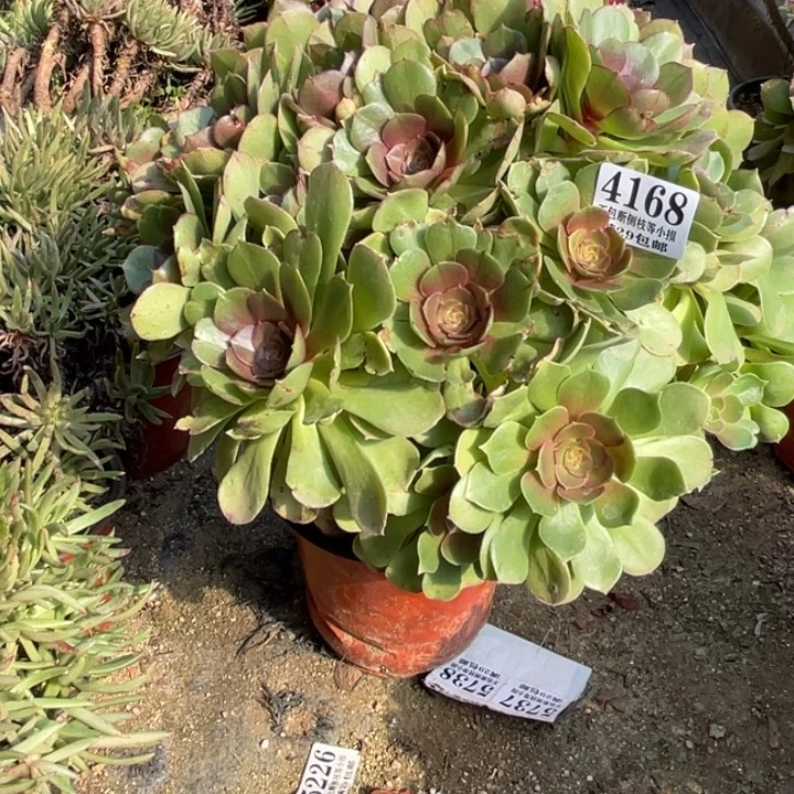 168号红心万圣节多肉植物