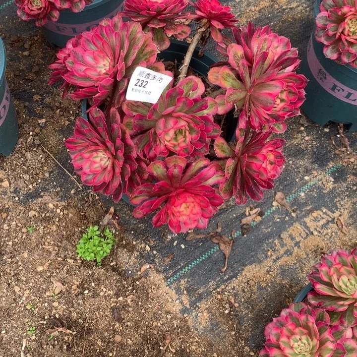 232白月光多肉植物
