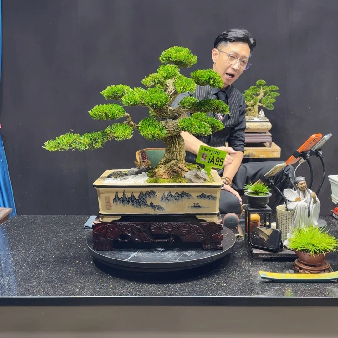 瑞***械无花朵黄杨室内室外盆景艺术