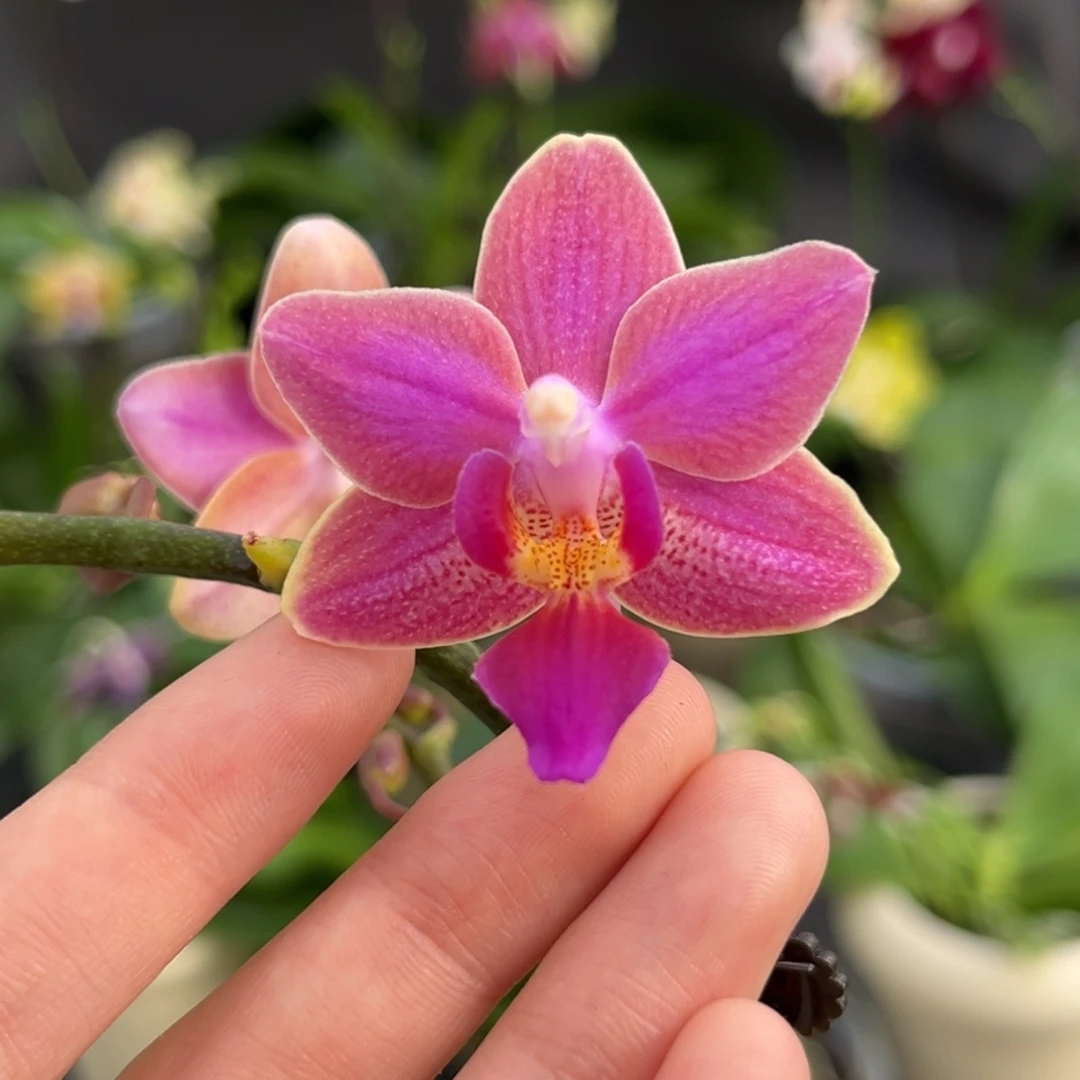 完全开放2.5寸斑叶小香花开花株