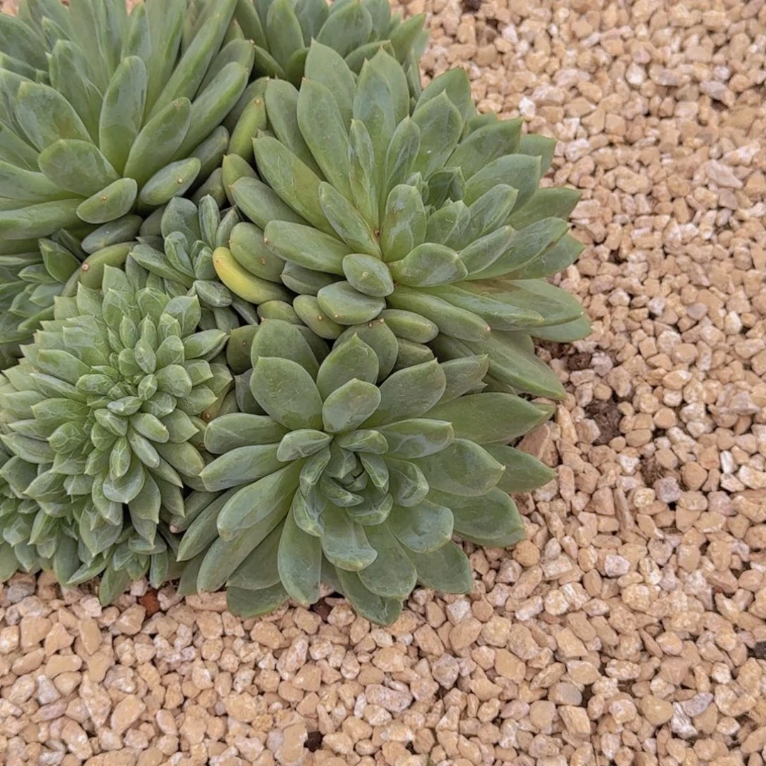 花**轩绿色暗纹缀化多肉