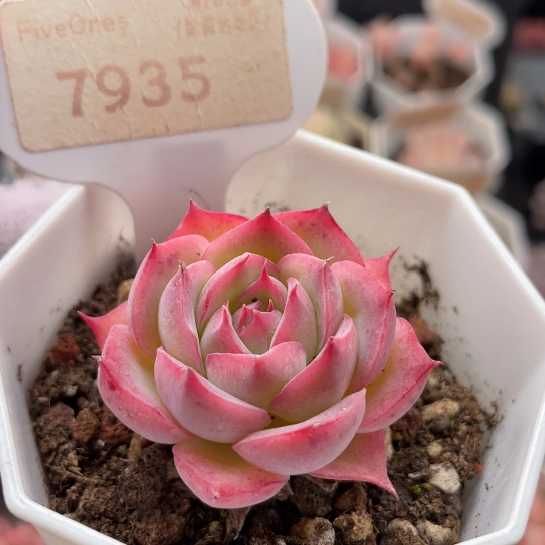 孤星7935-4.0厘米