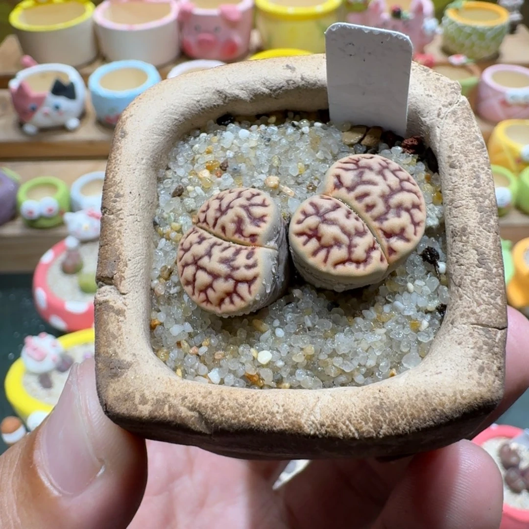 蘑菇1245雀卵多肉植物