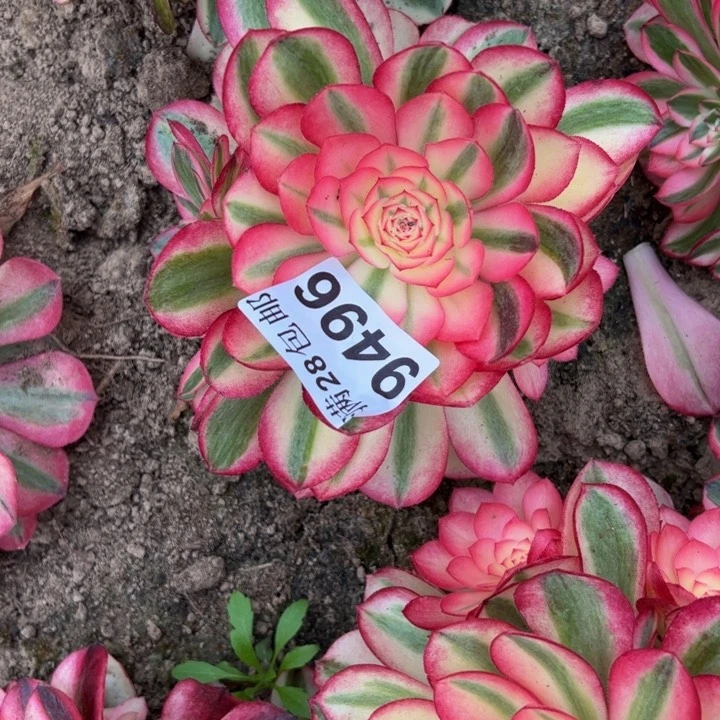 9496南倾城多肉植物