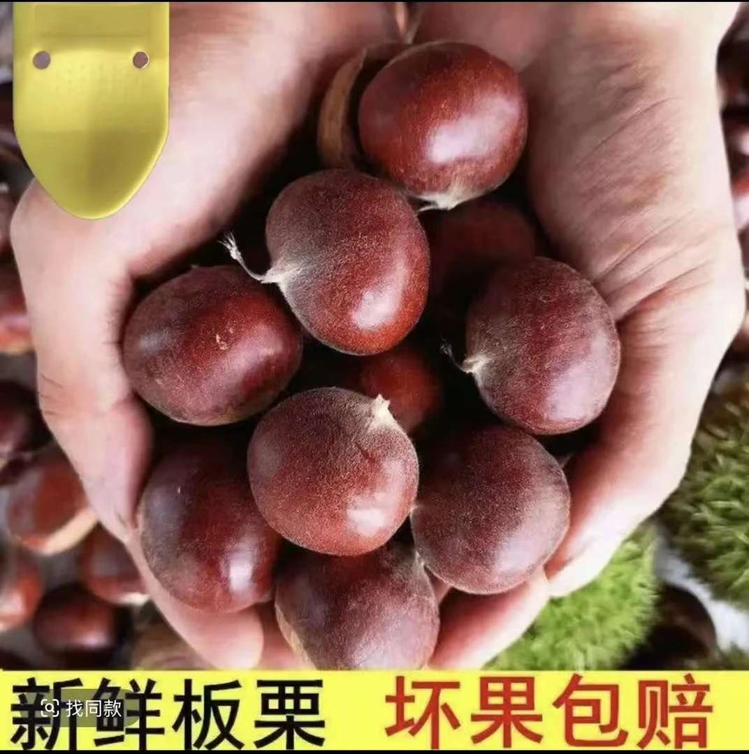 【买三斤送两斤】现摘现发老品种板栗香糯可口非锥栗送栗爪