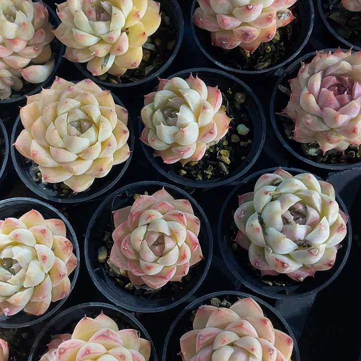 圆盆桃熏2.8带盆土