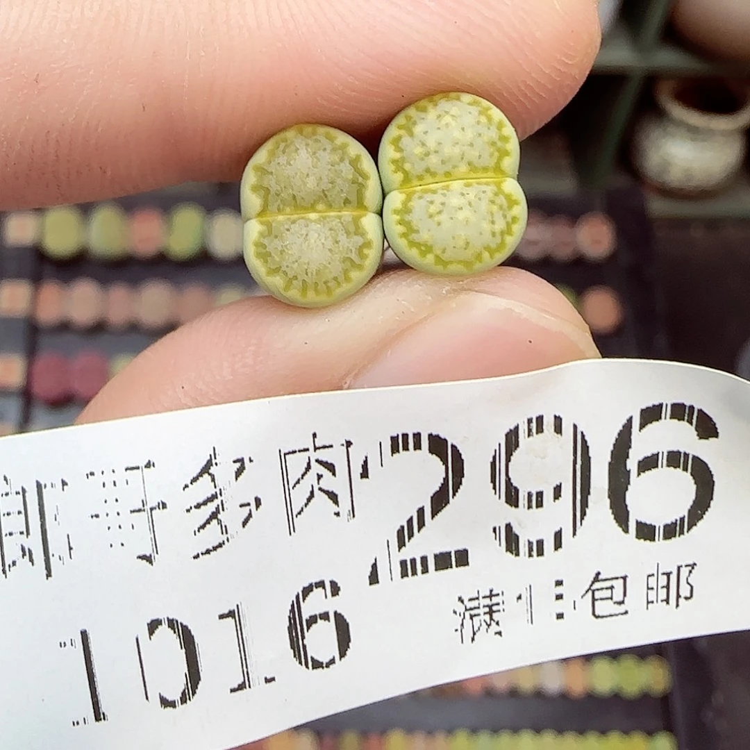 胖***胖满满18包邮1016-296