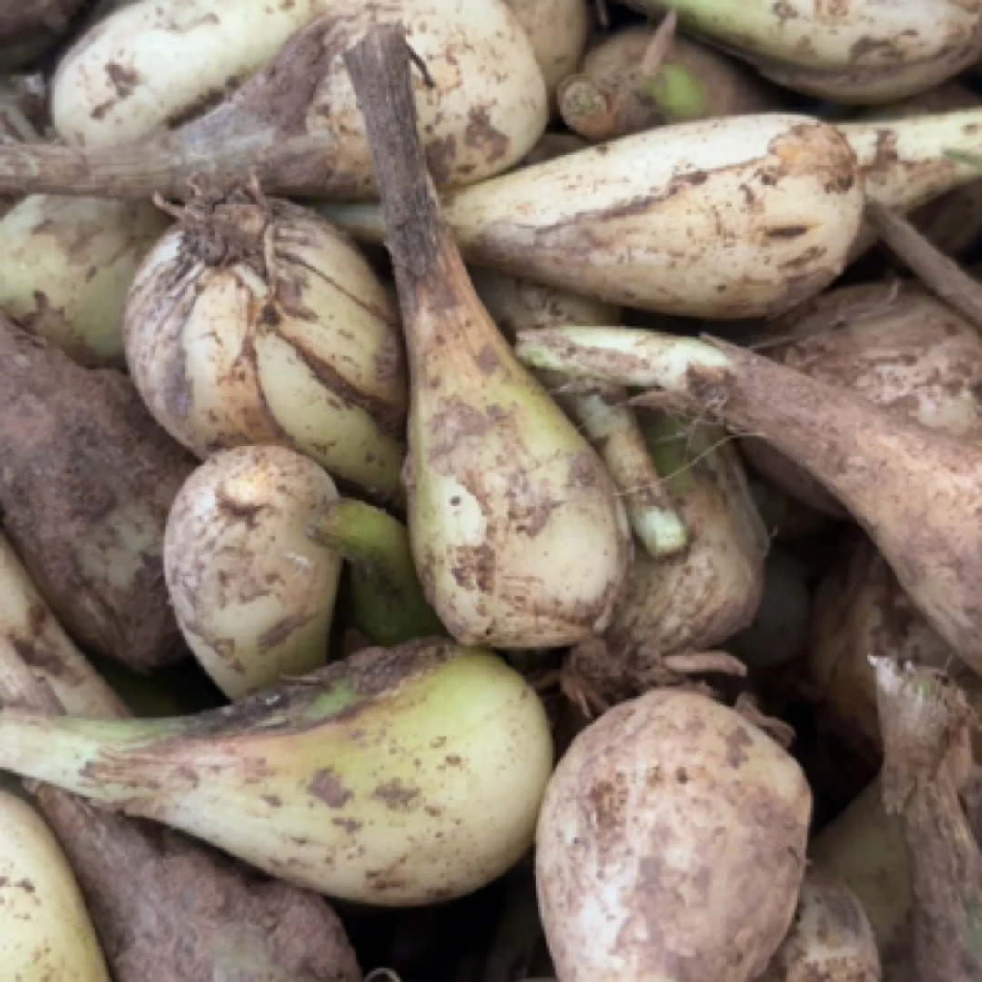 宣汉君塘红岭尾巴葱3斤