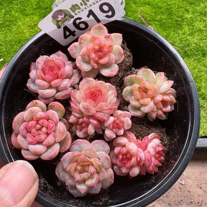 多肉植物多肉植物