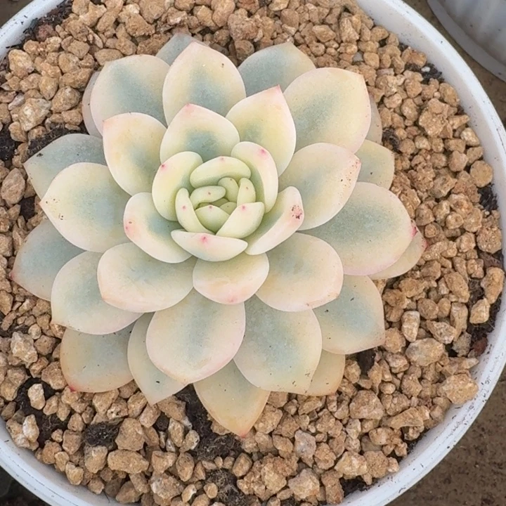 宽锦橙梦露一物一拍