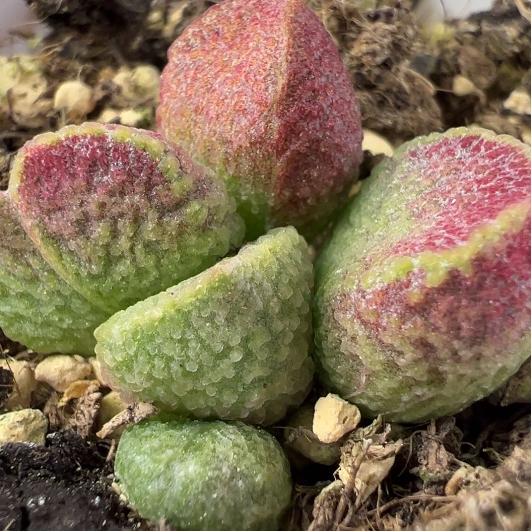 实生新品多肉植物水泡