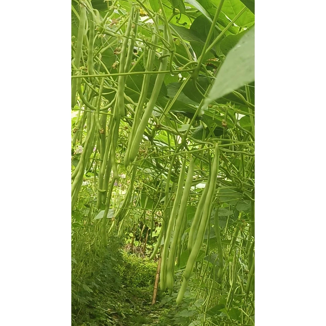 云南露天自种四季豆新鲜脆嫩多汁无农药残留现摘现发