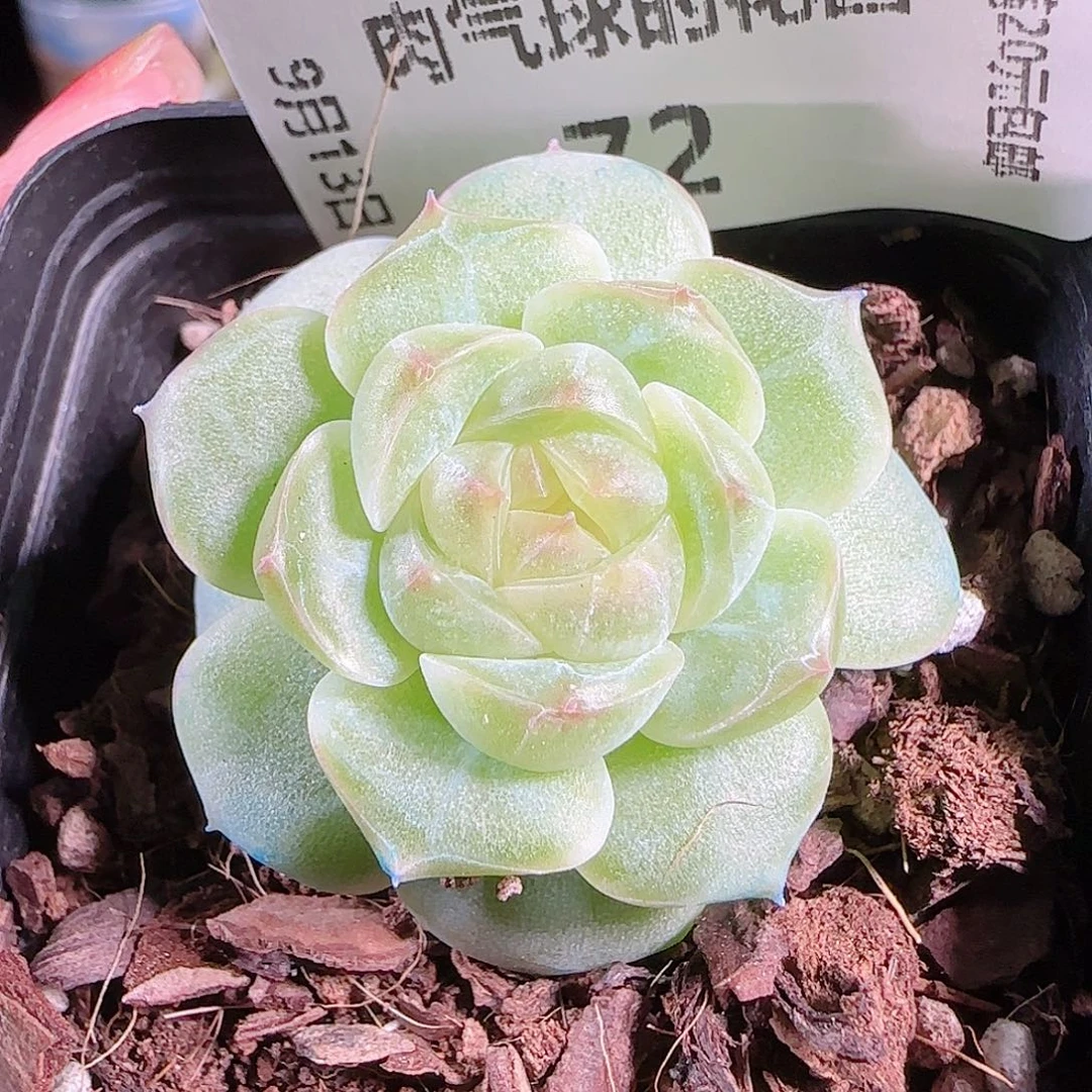 0913---72A29糖心珍妮