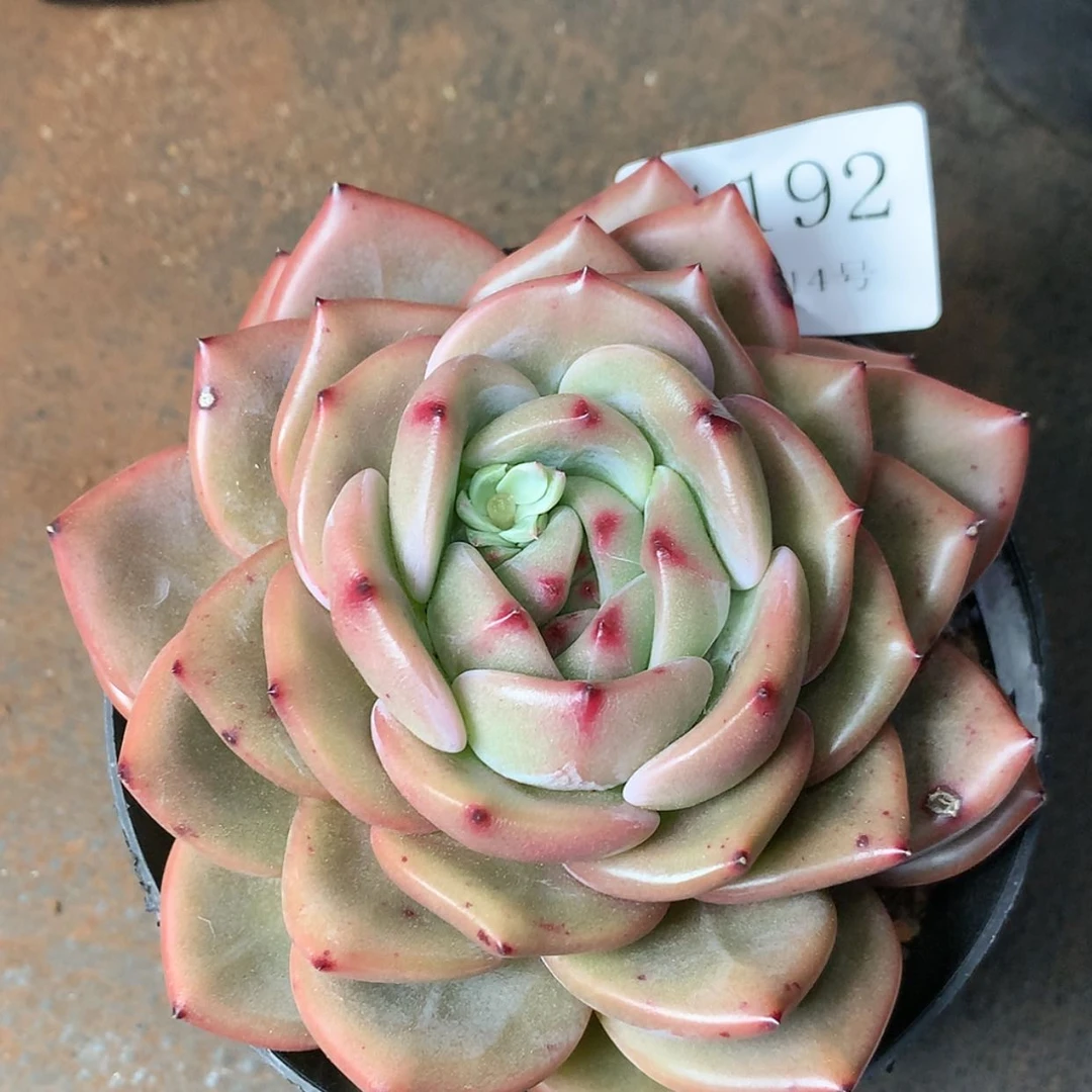 【闪购商品】云1192