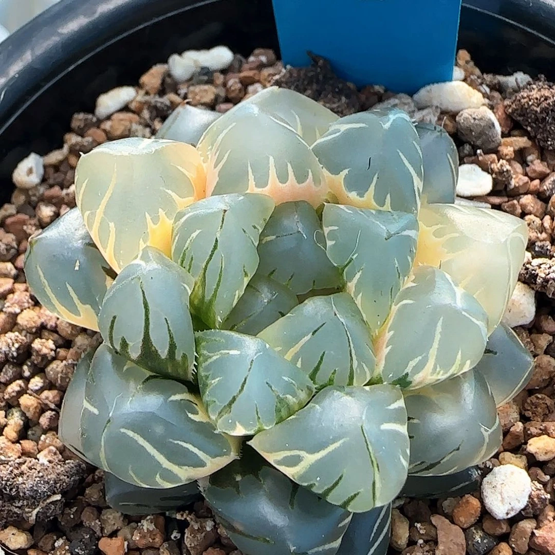 114号水中月玉露锦一物一拍带盆