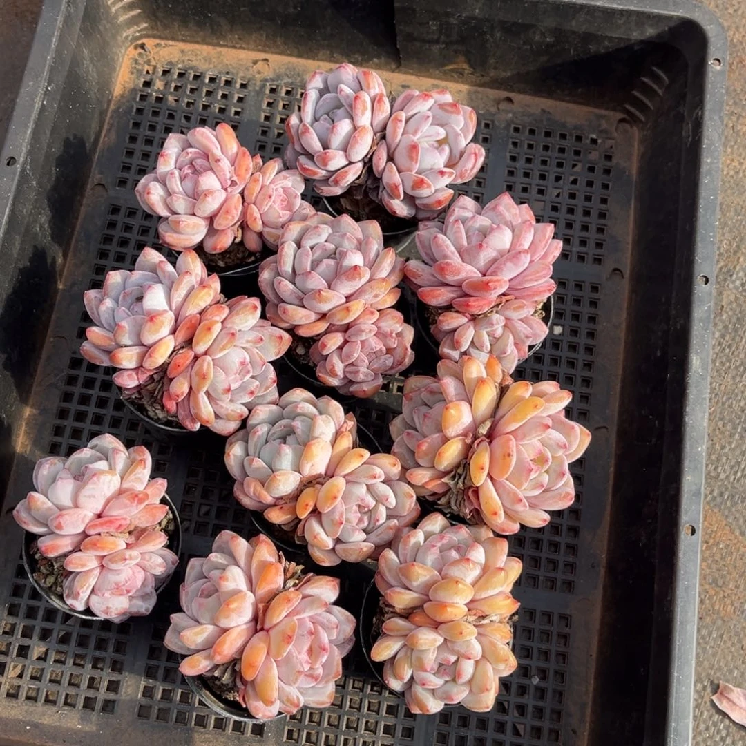 三***忆带盆发  719号新疆西藏内蒙古不包邮