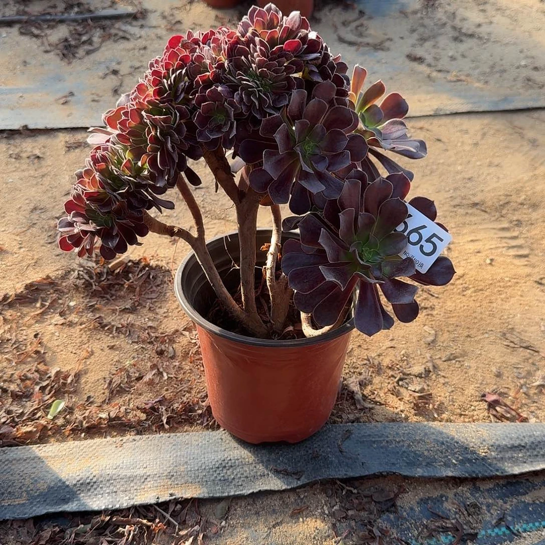 665欧紫朵朵一颗满28包邮
