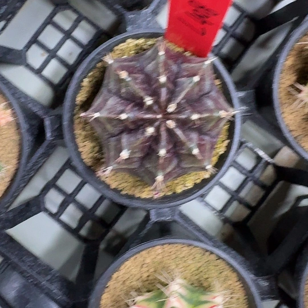 L408-1114广东发货 暗夜皇冠