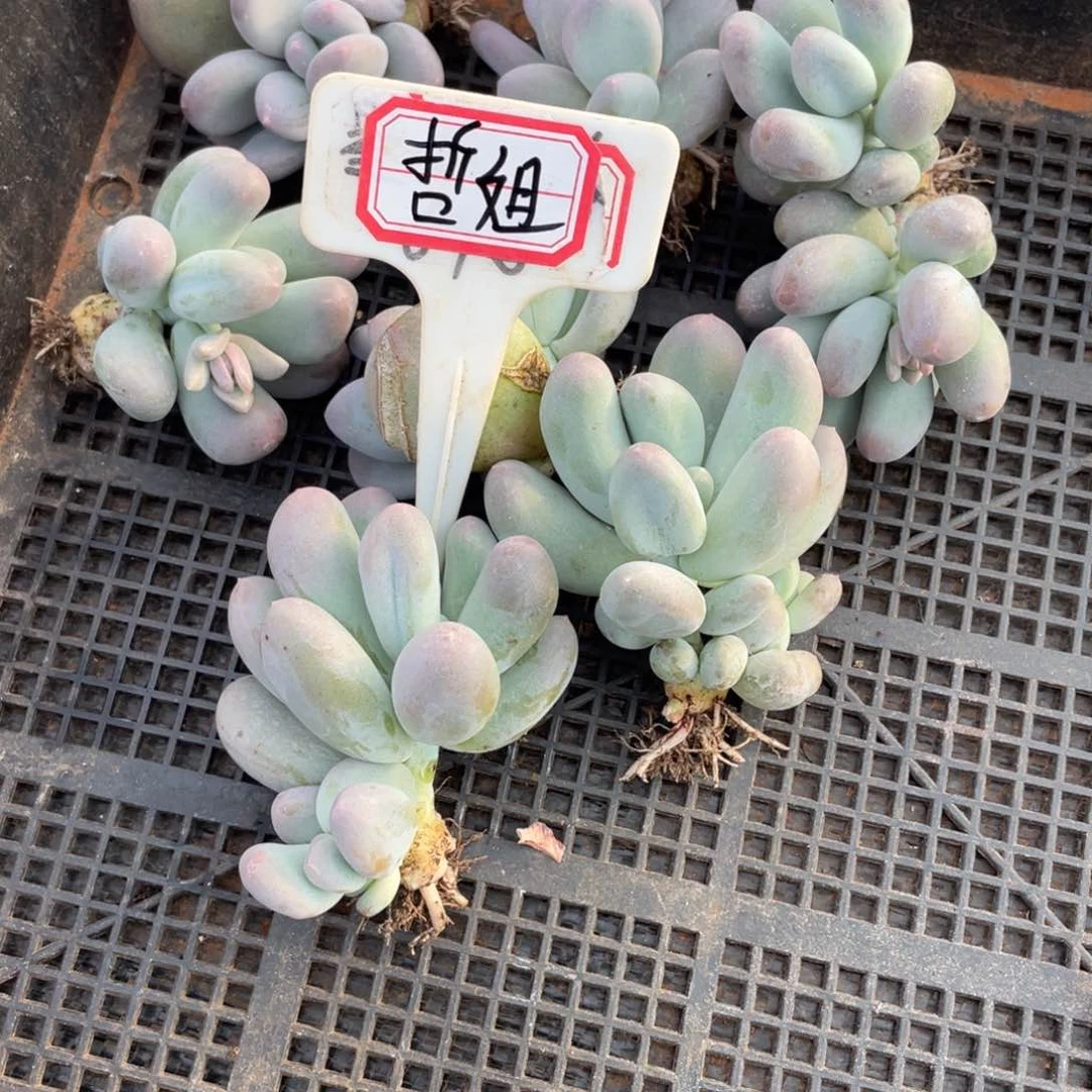 哲*姐姐真的要笑疯