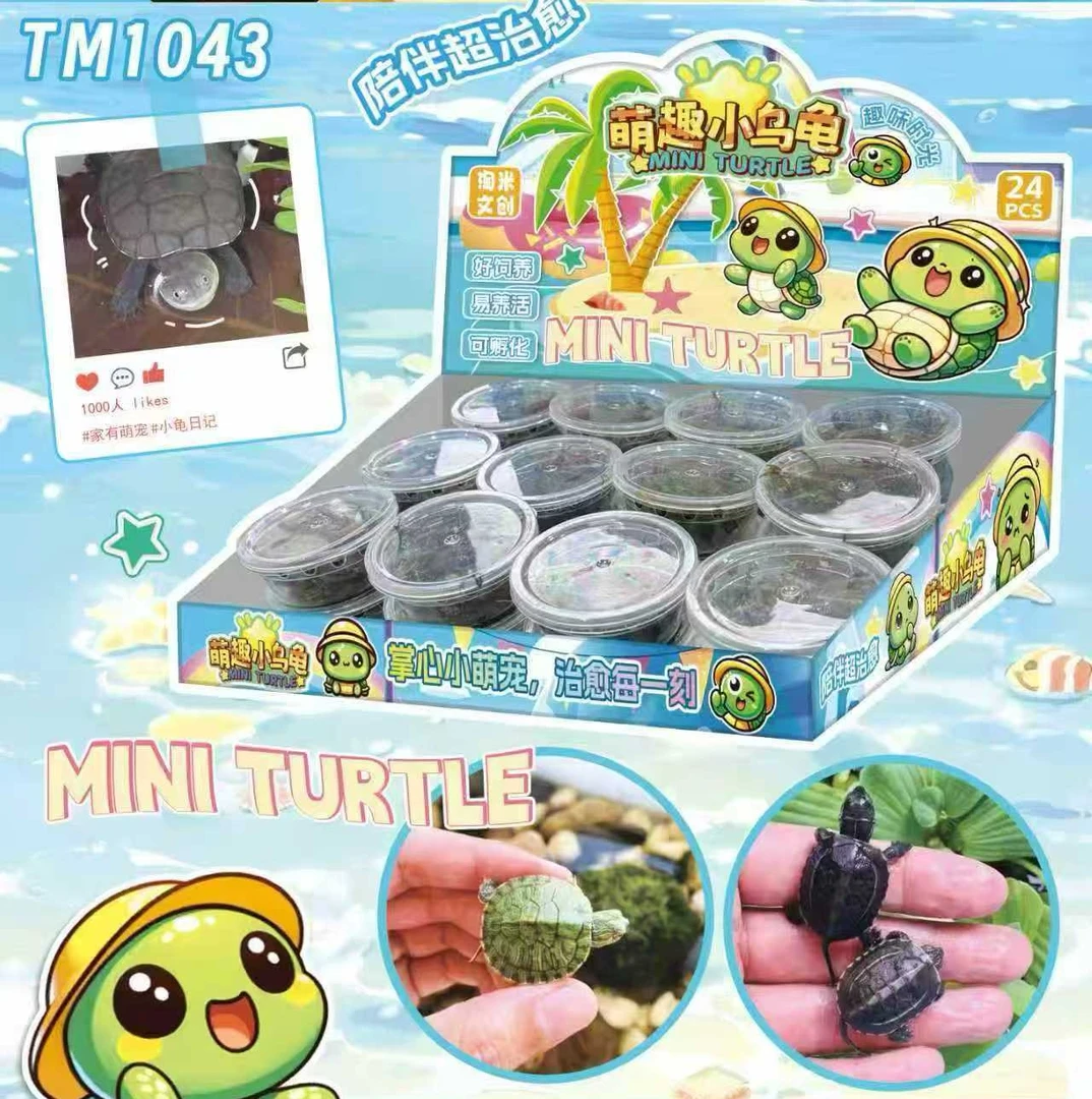 萌趣小乌龟 观赏龟中小学生玩具