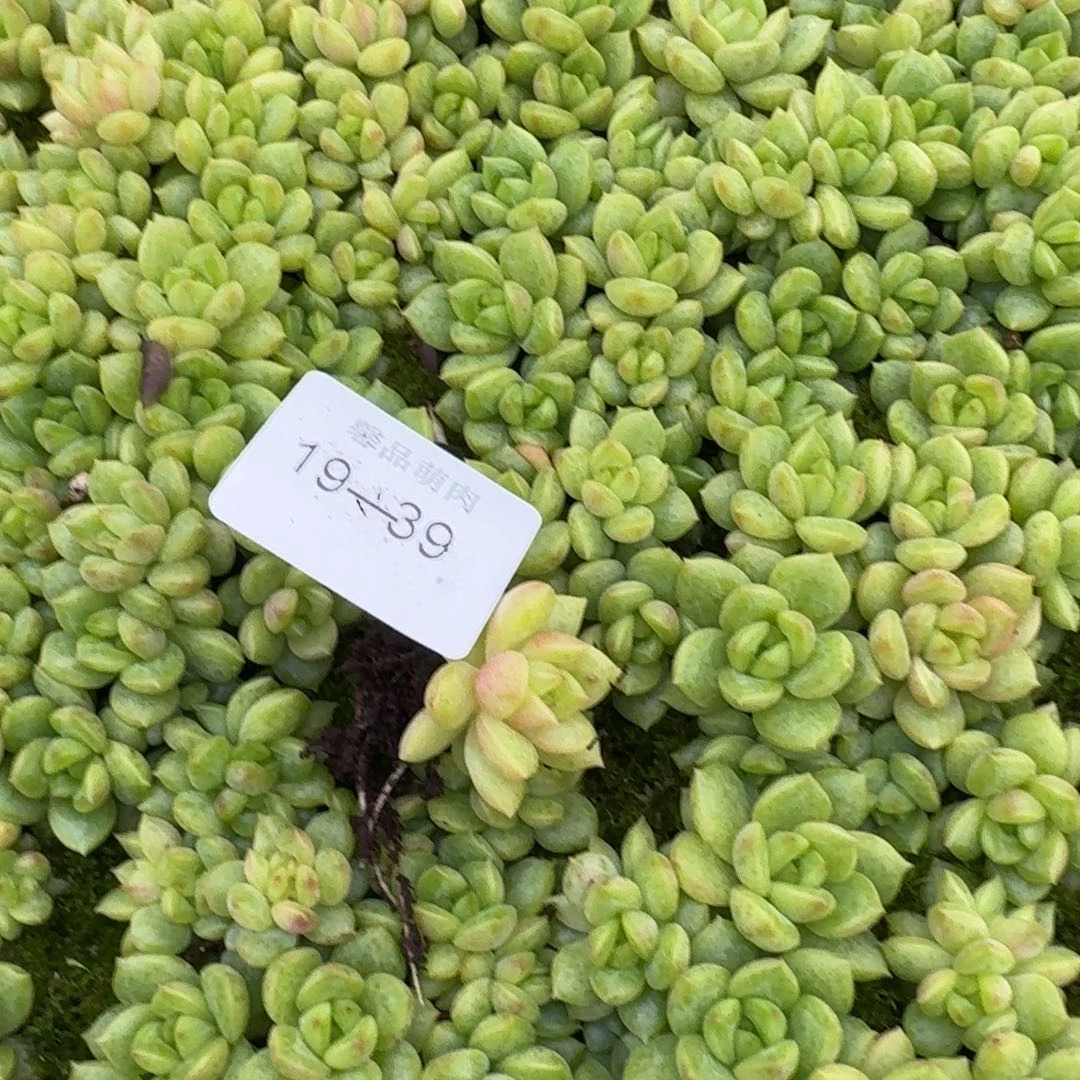 19-39新品叶插一颗量拍