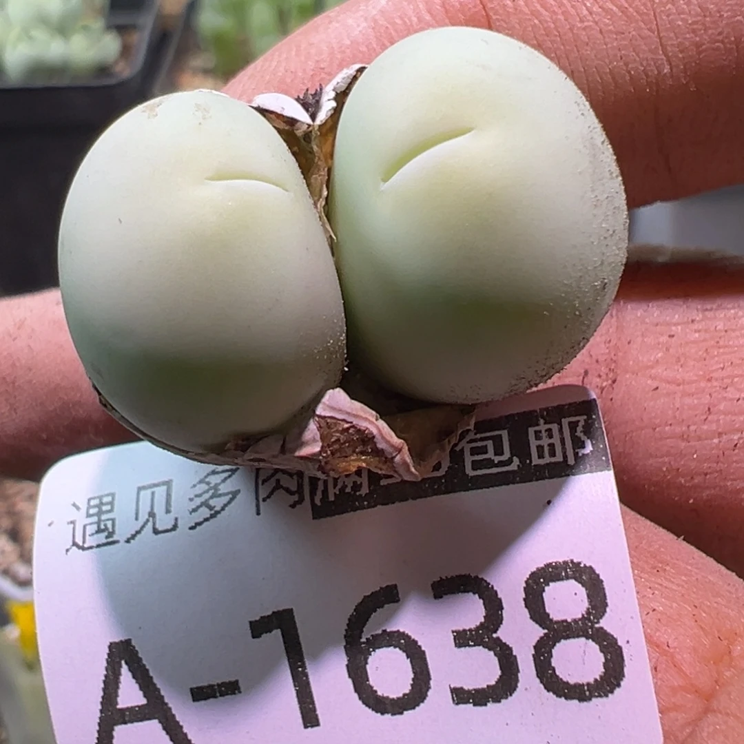 多肉植物11111111111