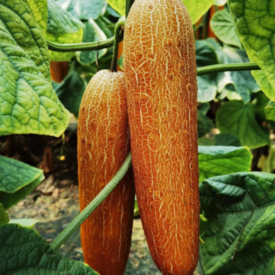 信阳麻皮老黄瓜种农家大黄瓜蔬菜