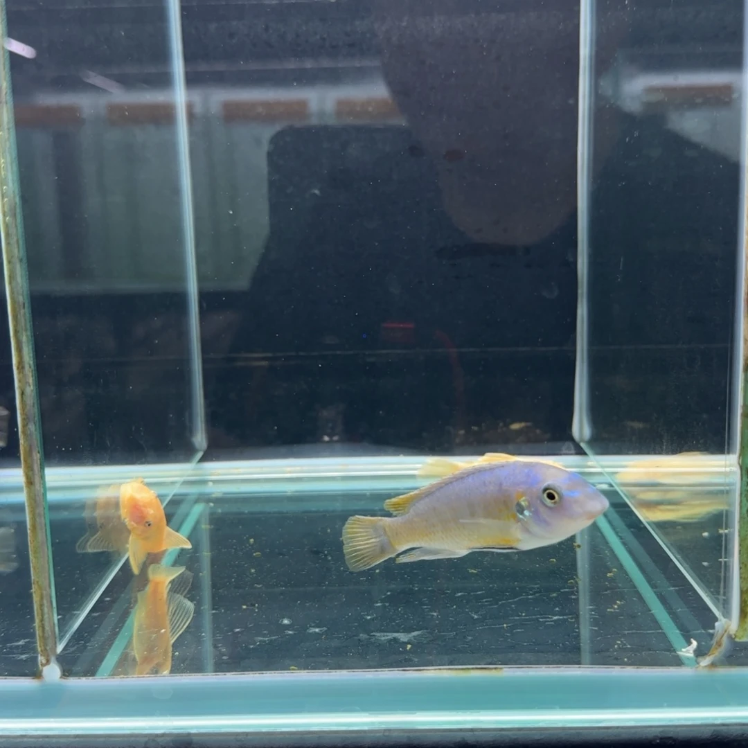 溪***枫慈鲷1218号野生卡丑